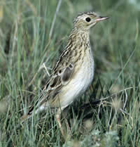 Sprague's Pipit by Bob Gress